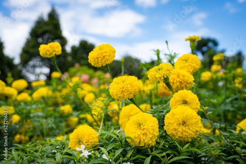 Beautiful blossom tagetes erecta or marigold at field against blue sky.