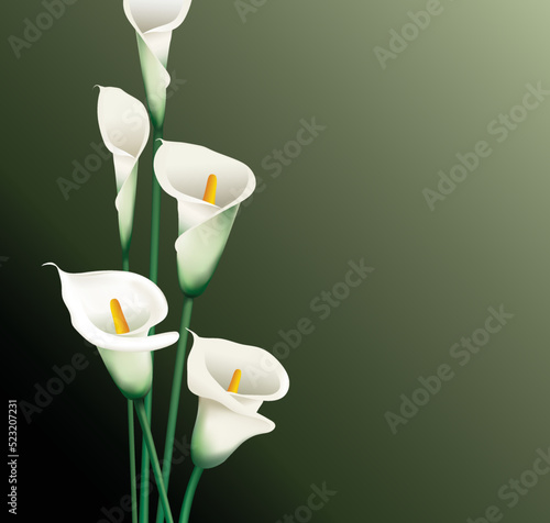 White calla flowers bouquet on a dark background. Vector illustration for a greeting card, invitation, or promotional banner.