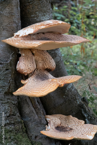close up of Cerioporus, Polyporus squamosus is a basidiomycete bracket fungus, with common names including dryad's saddle and pheasant's back