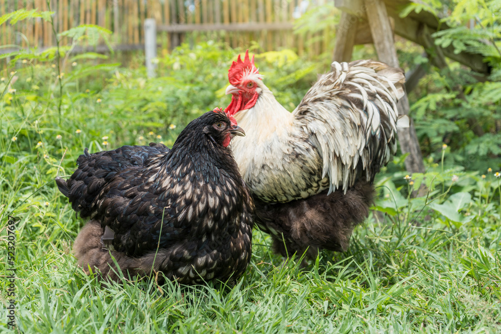 Fototapeta premium Male and female chickens ( rooster and hen ) Orpington silver in the backyard on green grass.
