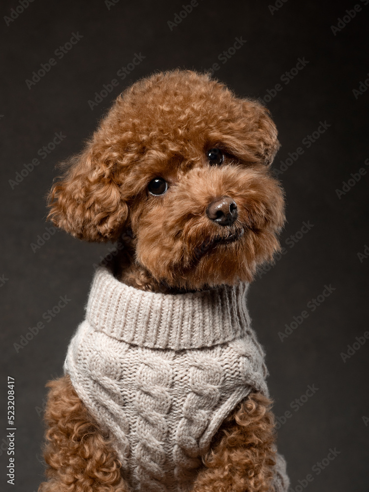 Portrait of a toy poodle in a sweater on brown background, studio shot Portrait of a toy poodle in a sweater on brown background, studio shot