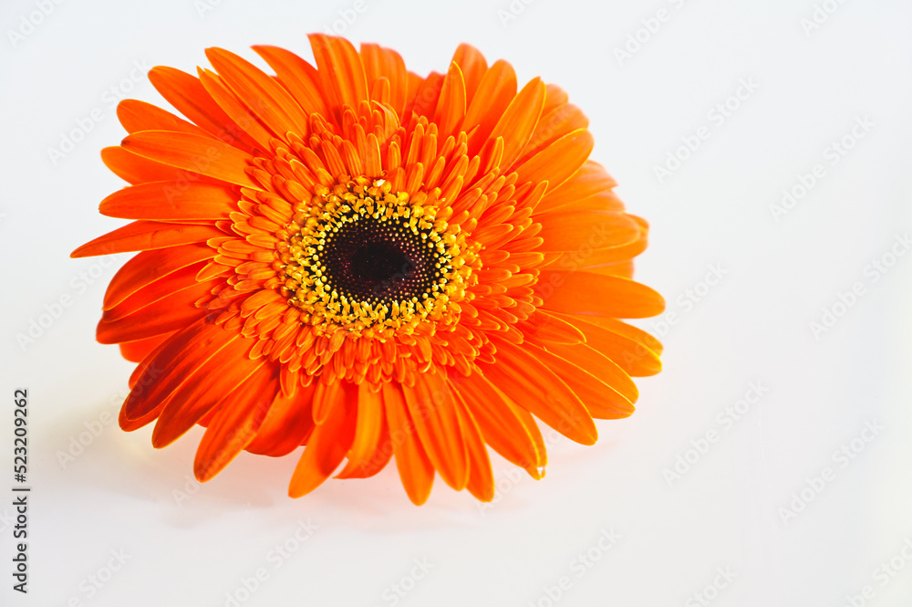 orange gerbera flower on white background isolated orange gerbera flower on white background isolated