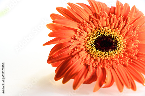 Perfect Color of Orange gerber daisy isolated on white background