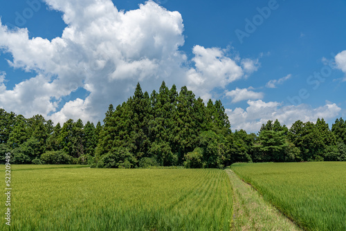 佐渡島の水田と夏の空