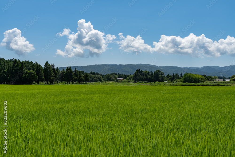 Fototapeta premium 佐渡島の水田