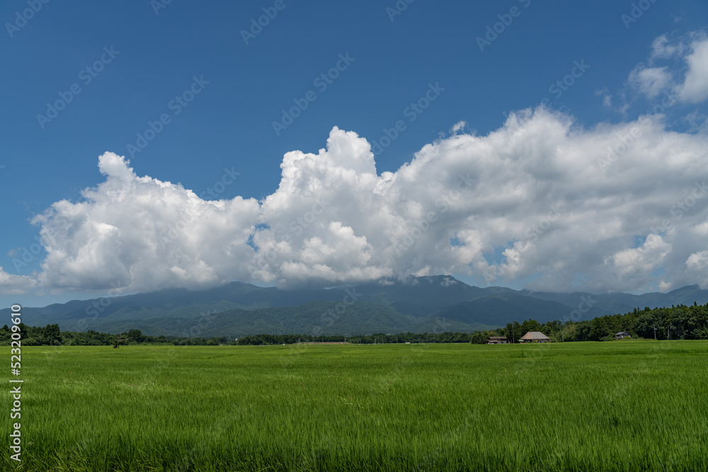 佐渡島の水田