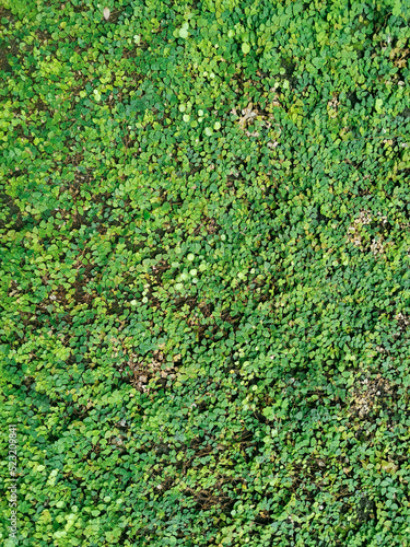 green little leaf field background
