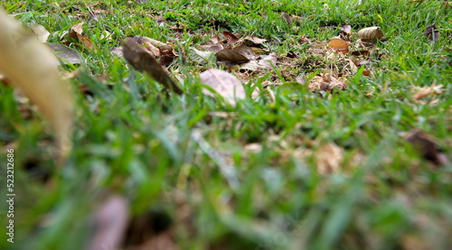 watching the details of the lawn, details of the blades of grass, seeing the details of nature © Mauri