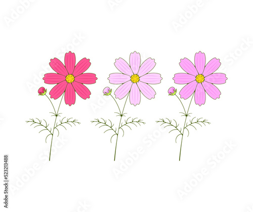 Cosmos flowers, blooming, kosmeya and cosmos, logo design. Nature, floral, bloom and floristry, vector design and illustration
