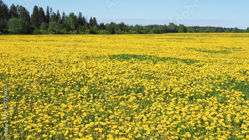 A large field covered with dandelion flowers and a forest on the horizon. Leningrad region, Russia.