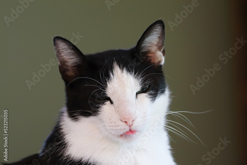 Tuxedo cat blepping photo