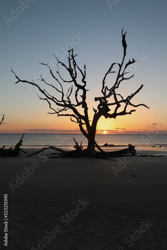 Sunrise on Driftwood Beach, Georgia vertical © sbgoodwin