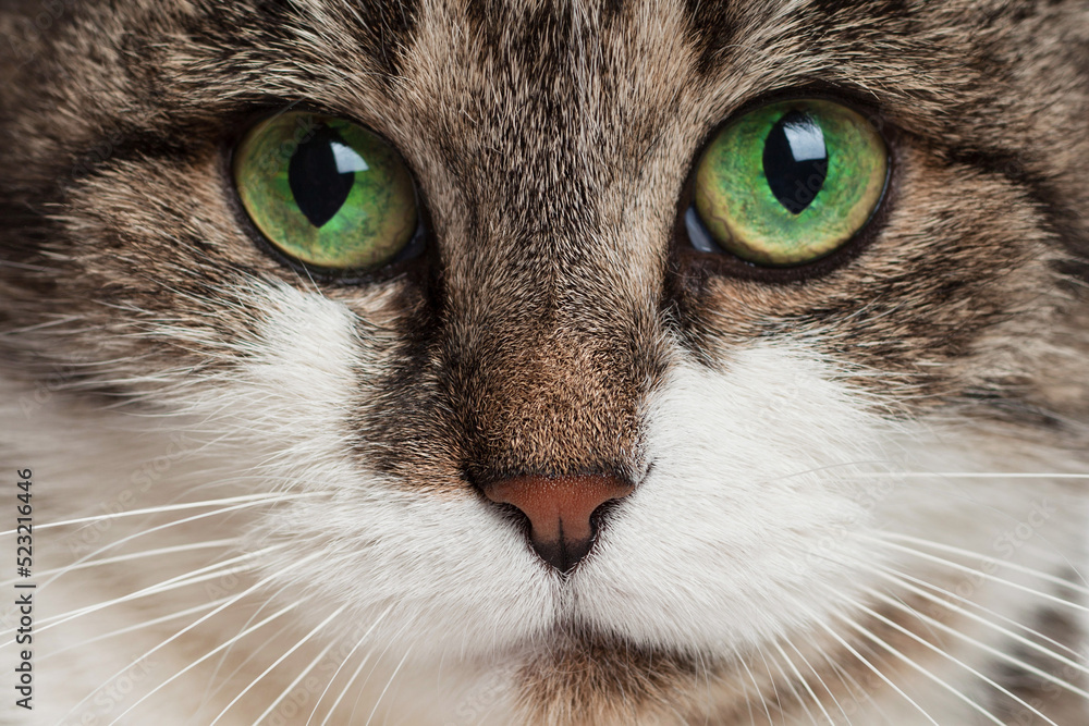 Close-up of a tabby cat's muzzle. Bright green eyes. Brown nose. Front view.