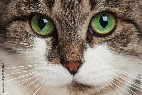Close-up of a tabby cat's muzzle. Bright green eyes. Brown nose. Front view.