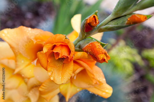 Tela Orange gladiola flower in the summer garden.