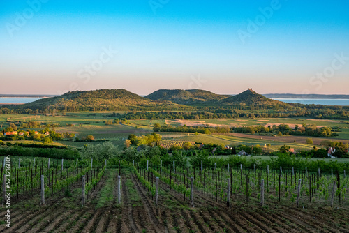 Bilde på lerret Vineyards and the Badacsony mountain with Lake Balaton at sunset in Hungary