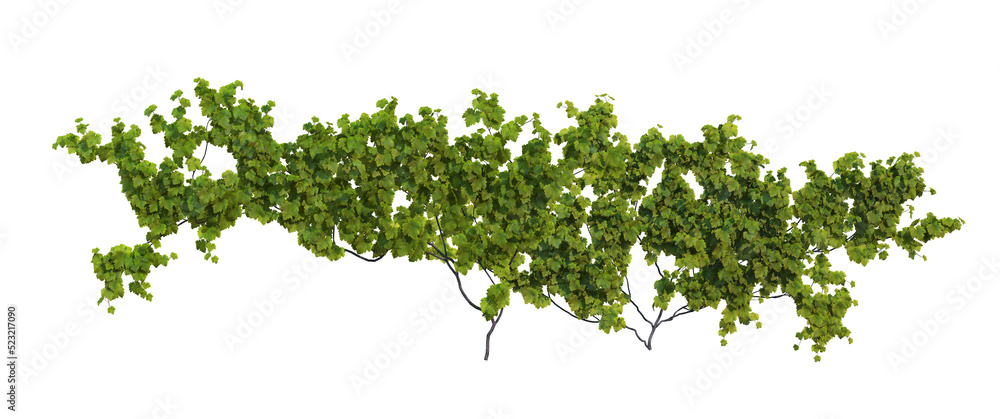 Fototapeta premium Ivy on a transparent background 