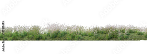 Canvas Print Shrubs and flower on a transparent background