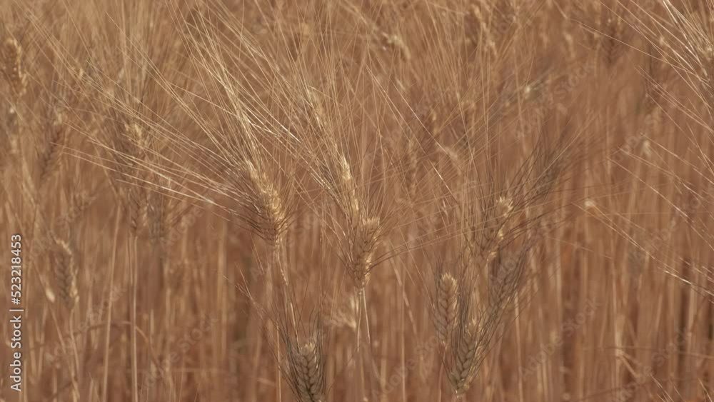Woman's Hand on Golden Wheat Agriculture Field at Slow Motion Woman's Hand on Golden Wheat Agriculture Field at Slow Motion