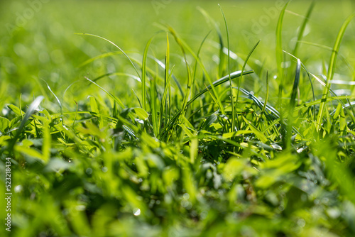 green grass background