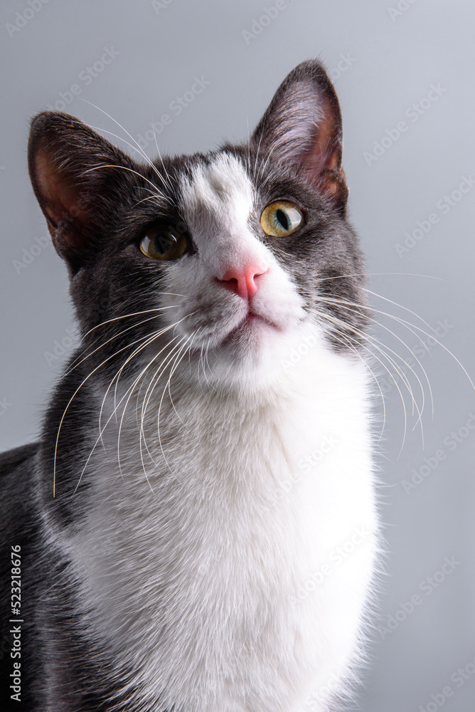 gray-white cat on a gray background gray-white cat on a gray background