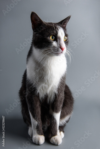 gray-white cat on a gray background © Рая Фомина
