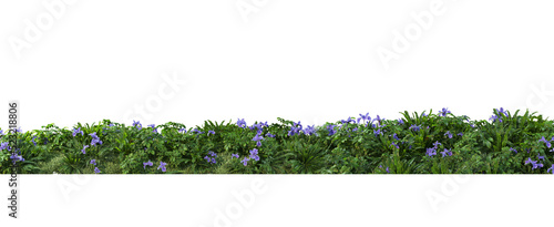 Shrubs and flower on a transparent background
