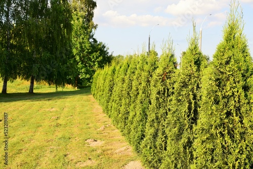 Landscaping. Thuja hedge in the city park