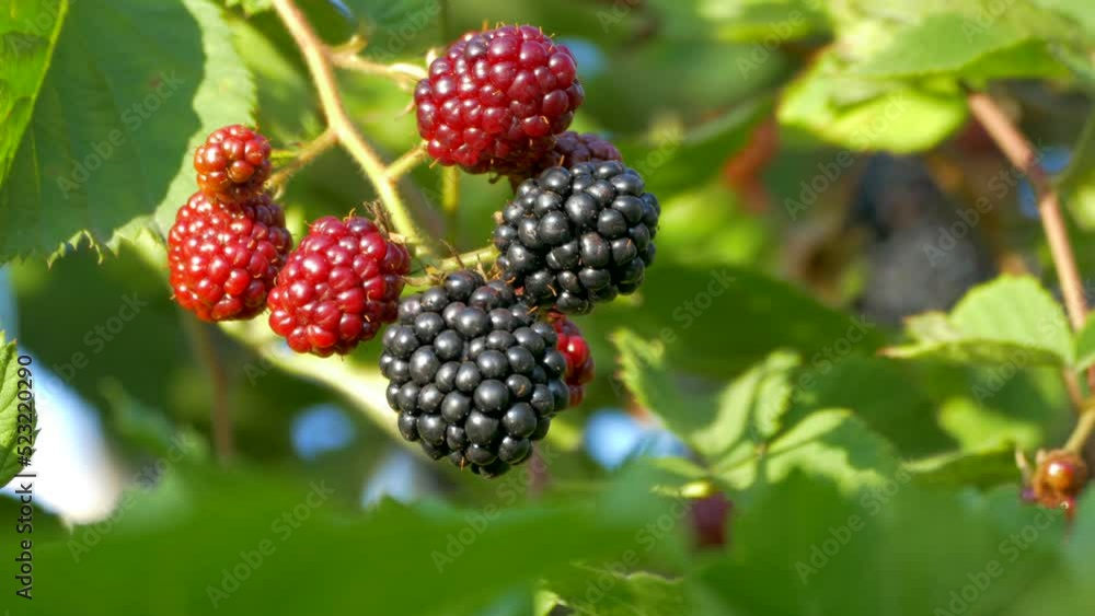 Blackberries ripen on a lush bush. Red and black forest berries. Vitamins from nature. Blackberries ripen on a lush bush. Red and black forest berries. Vitamins from nature.