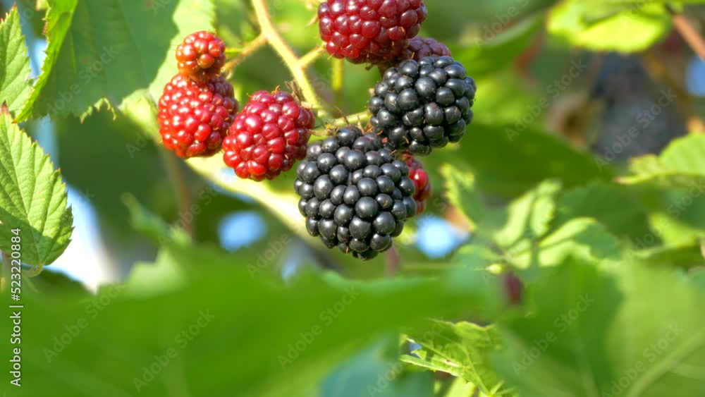 Blackberries ripen on a lush bush. Red and black forest berries. Vitamins from nature. Blackberries ripen on a lush bush. Red and black forest berries. Vitamins from nature.