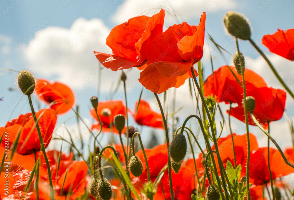 Naklejka premium Piękne, kolorowe polne kwiaty, maki i chabry na tle niebieskiego nieba