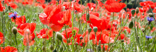 Panel kuchenny z motywem Piękne, kolorowe polne kwiaty, maki i chabry na tle niebieskiego nieba