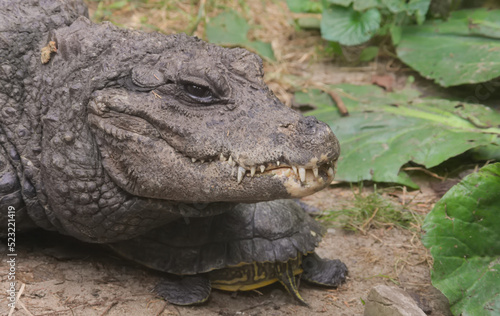 Dwarf crocodile and turtle