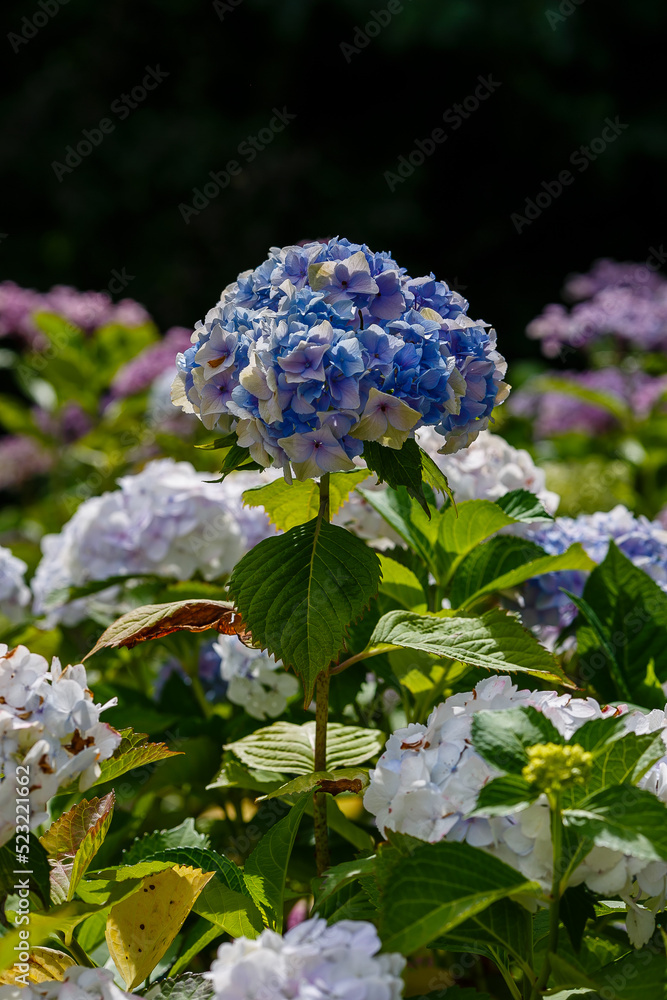 Blue inflorescences of Large- leaved hydrangea , or large-leaved Hydrangia ( lat. Hydrangea macrophylla ) Blue inflorescences of Large- leaved hydrangea , or large-leaved Hydrangia ( lat. Hydrangea macrophylla )