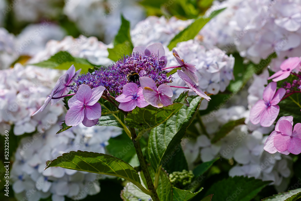 Inflorescences of Large- leaved hydrangea , or large-leaved Hydrangia ( lat. Hydrangea macrophylla ) Inflorescences of Large- leaved hydrangea , or large-leaved Hydrangia ( lat. Hydrangea macrophylla )