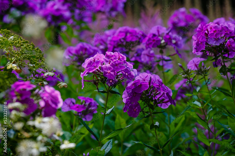  Purple inflorescences of phlox paniculata in the garden