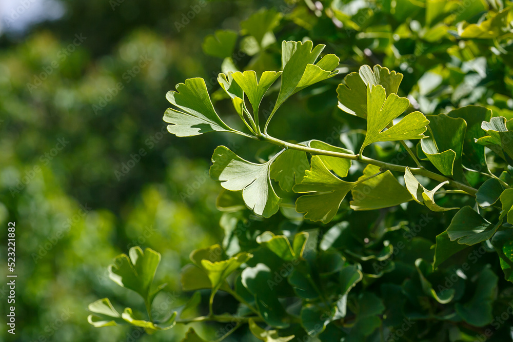 Ginkgo ( lat. Ginkgo ) is a genus of deciduous gymnosperms relict plants of the Ginkgo class. Ginkgo is a medicinal plant used in medicine