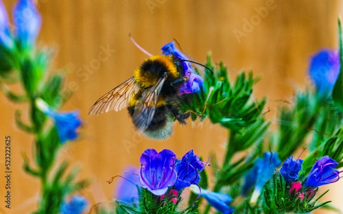 Dicke fette Hummel saugt frischen Nektar