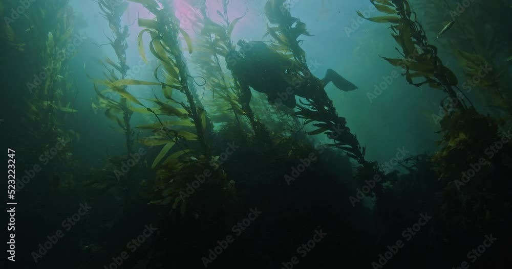 Scuba diver in kelp forest with heavy surge. Scuba diver in kelp forest with heavy surge.