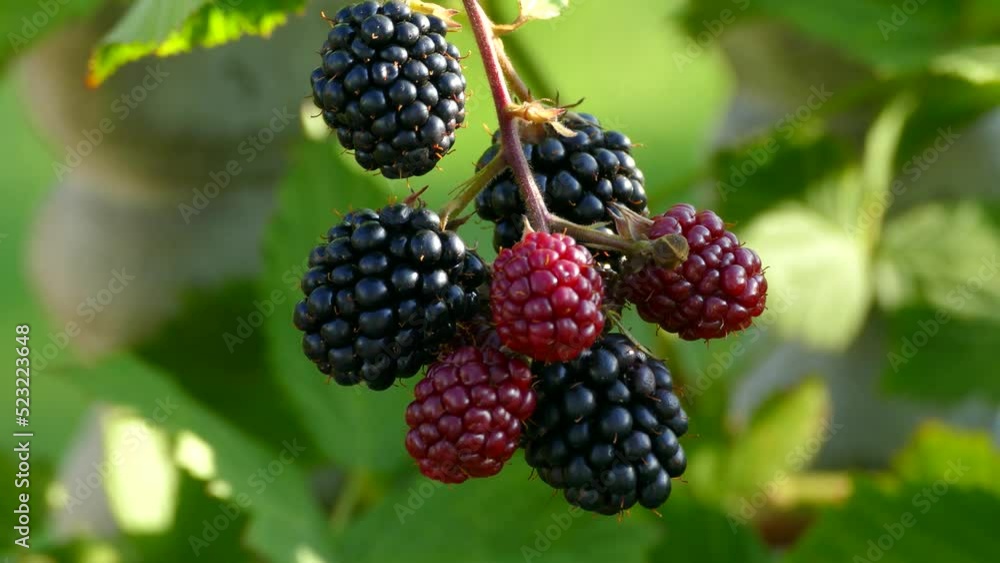 Blackberries ripen on a lush bush. Red and black forest berries. Vitamins from nature. Blackberries ripen on a lush bush. Red and black forest berries. Vitamins from nature.