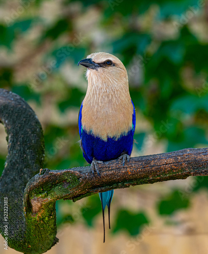 The Blue-Bellied Roller (Coracias cyanogaster), a colorful bird native to West Africa photo