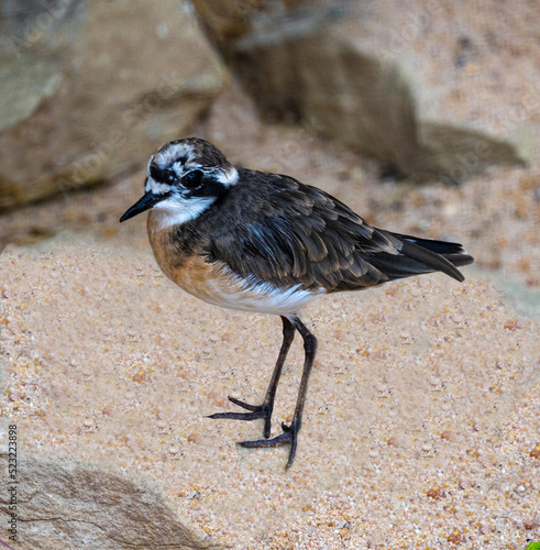 Kittlitz‘s plover, (Charadrius pecuarius) single bird on ground photo