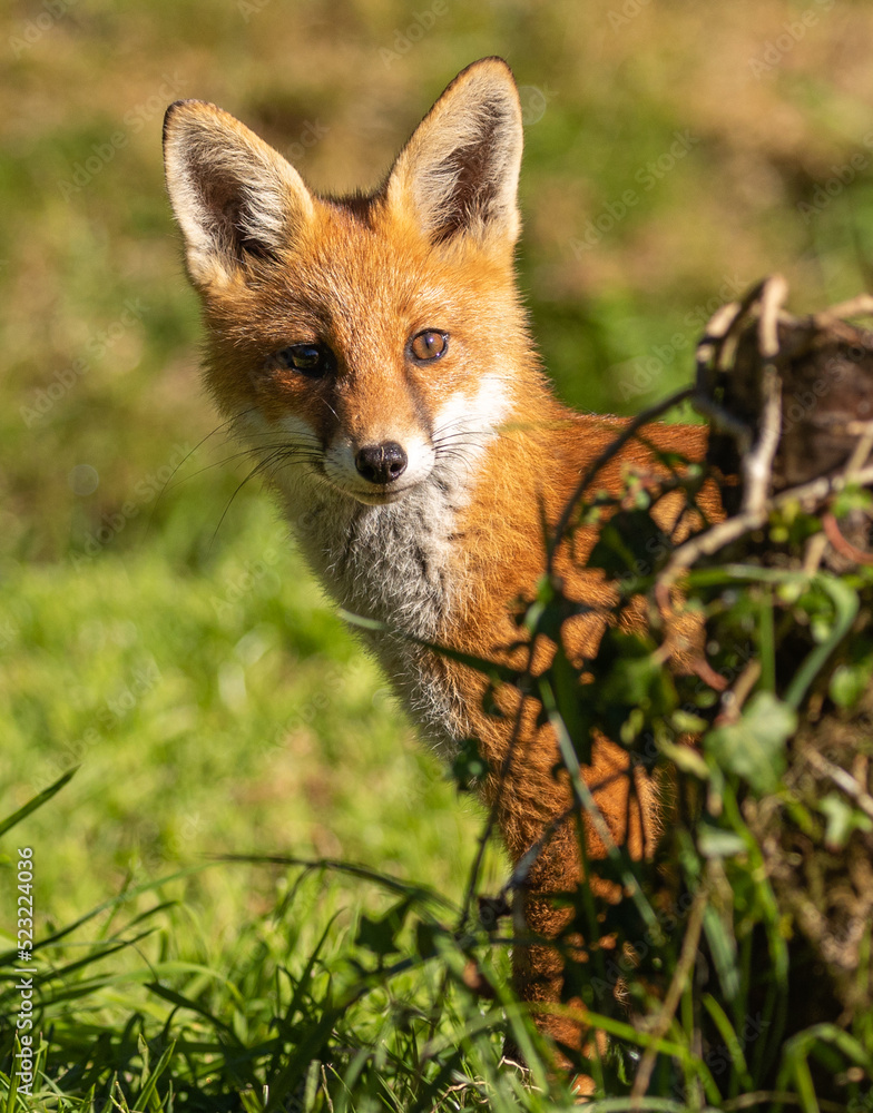 Red fox