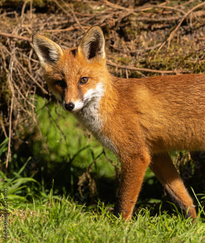 Red fox © David
