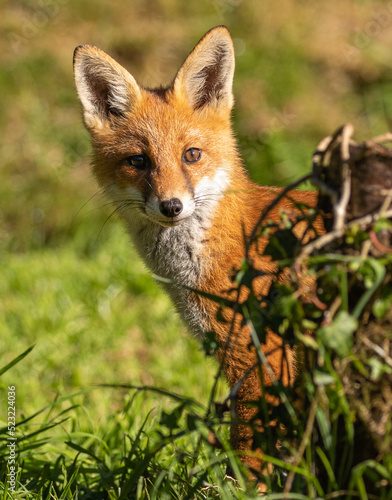 Red fox