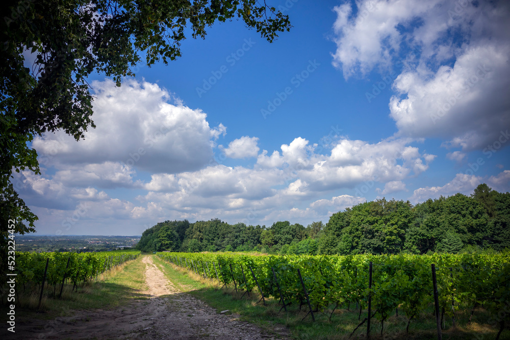 Panorama na krakowskie winnice. Widok ze Srebrnej góry - Polska. Piękna słoneczka pogoda z niesamowitymi obłokami.