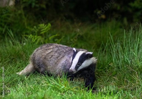 European badger at night © David