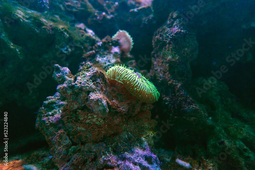 Podwodne rośliny 