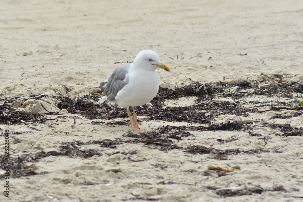 Fototapeta premium Gaviota posada en la arena