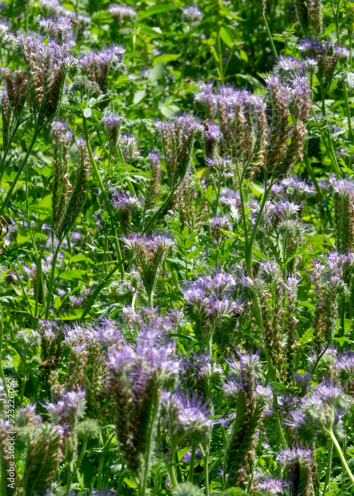 Obraz premium Flowering bee plants Phacelia tanacetifolia in summer - selective focus
